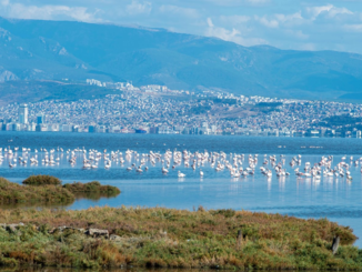 Guzelbahce
