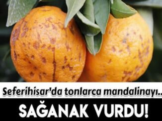 Seferihisar mandalinasini mantar hastaligi vurdu