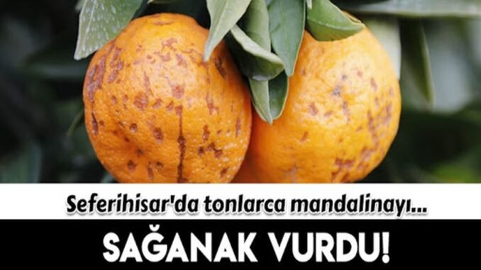 Seferihisar mandalinasini mantar hastaligi vurdu Seferihisar mandalinasini mantar hastaligi vurdu