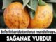 Seferihisar mandalinasini mantar hastaligi vurdu