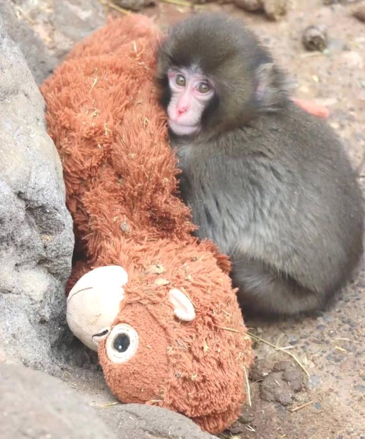 İlerleyen dönemlerdeki umutlar ve uygulamalar