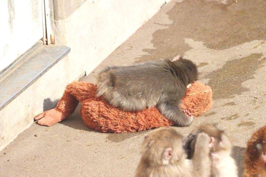 İlerleyen dönemlerdeki umutlar ve uygulamalar